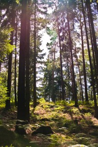 Nature_Of_Music_Val_ProPro_Promo