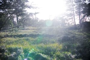 Nature_Of_Music_Val___ProPro_Promo_08_1