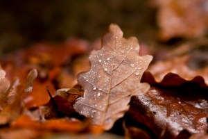 Nature_Of_Music_Val_ProPro_Promo