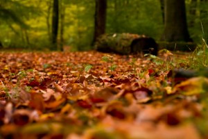 Nature_Of_Music_Val_ProPro_Promo